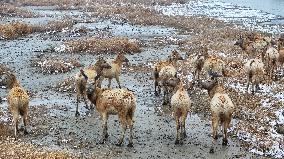 Elks Play on A Wetland in Yancheng
