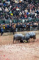 Bullfight in Congjiang