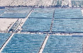 A Green Vegetable Planting Base in Suqian