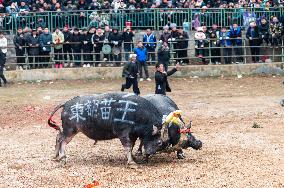 Bullfight in Congjiang