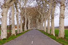 Trees Lining The Roads - France