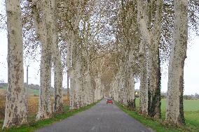 Trees Lining The Roads - France