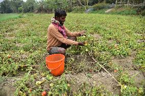 India Agriculture