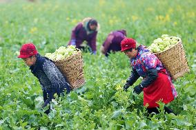 Vegetables Harvest in Chongqing