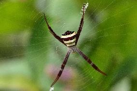 St. Andrews Cross Spider In India