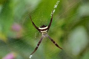St. Andrews Cross Spider In India