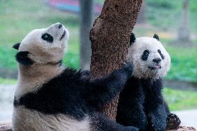 Twin Pandas Play at Chongqing Zoo