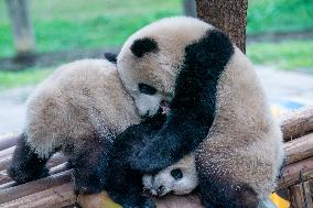 Twin Pandas Play at Chongqing Zoo
