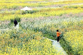 Rapeseed Flowers Tour in Fuzhou