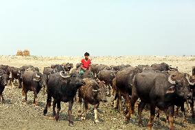Buffalo Breeding In Bangladesh