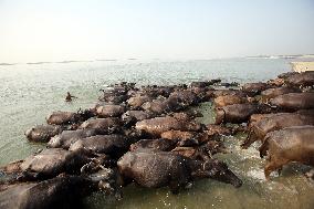 Buffalo Breeding In Bangladesh