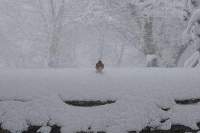 Bird During Snow Storm In Galicia