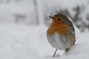 Bird During Snow Storm In Galicia