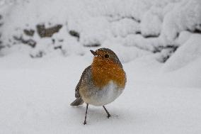 Bird During Snow Storm In Galicia