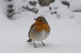 Bird During Snow Storm In Galicia