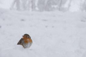 Bird During Snow Storm In Galicia