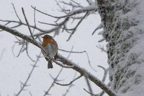 Bird During Snow Storm In Galicia