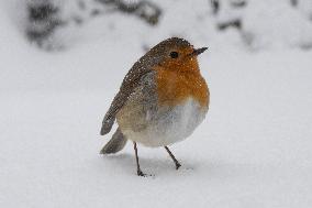 Bird During Snow Storm In Galicia