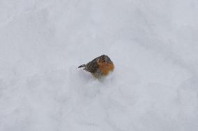 Bird During Snow Storm In Galicia