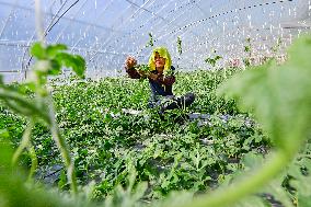 China First Vegetable Town in Qingzhou