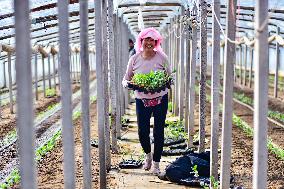 China First Vegetable Town in Qingzhou