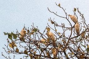 Egrets In Dhaka