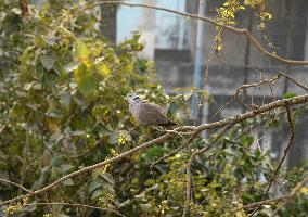 Birds And Squrriel In India