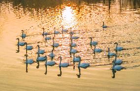 Cygnets Feed on the Water at Hongze Lake Wetland in Suqian