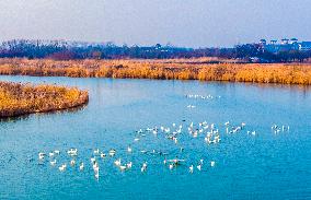 Cygnets Feed on the Water at Hongze Lake Wetland in Suqian