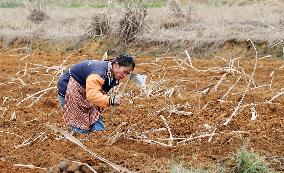 Spring Ploughing in Liuzhou