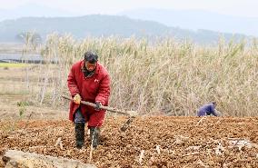 Spring Ploughing in Liuzhou