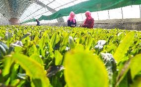 An Organic Vegetable Seedling Center in Zhangye