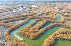 Reed Maze at Hongze Lake Wetland in Suqian
