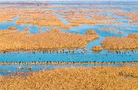 Wild Cormorants Gather at Hongze Lake Wetland in Suqian