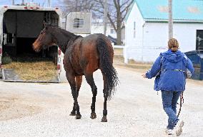 Thoroughbred Racehorses Arrive At Woodbine Racetrack.