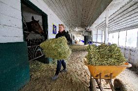 Thoroughbred Racehorses Arrive At Woodbine Racetrack.