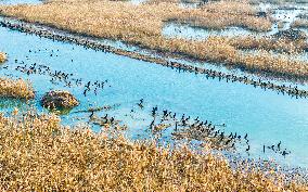 Wild Cormorants Gather at Hongze Lake Wetland in Suqian