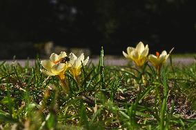 First crocuses bloom in Lviv Stryiskyi Park