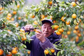 A Citrus Base in Chongqing