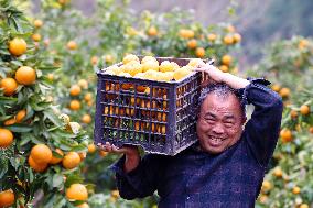 A Citrus Base in Chongqing