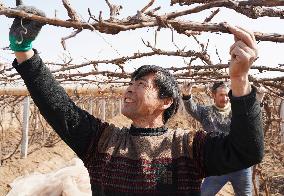 Xinjiang Turpan Grape