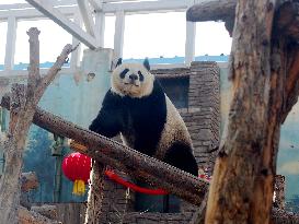 Beijing Zoo Panda