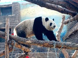 Beijing Zoo Panda