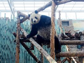 Beijing Zoo Panda