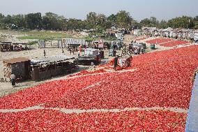 Red Chilli Pepper Processing - Bangladesh
