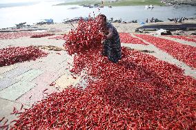 Red Chilli Pepper Processing - Bangladesh