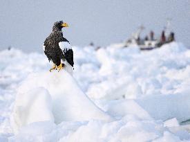Steller's sea eagle in Hokkaido
