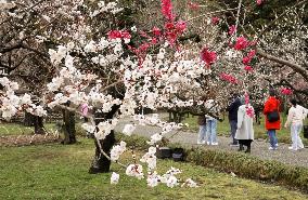 Japanese apricot blossoms in eastern Japan