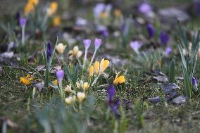 Crocuses bloom in Dnipro