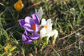 Crocuses bloom in Dnipro